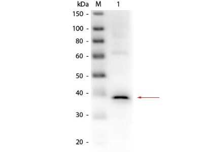 Western Blot: Lactate Dehydrogenase Antibody [HRP] [NB600-863] - Lane 1: Lactate Dehydrogenase (Rabbit Muscle). Load: 50 ng per lane. Primary antibody: Goat anti-Lactate Dehydrogenase Antibody Peroxidase Conjugated at 1:1,000 overnight at 4C. Secondary antibody: n/a. Block: incubated with blocking buffer for 30 min at RT. Predicted/Observed size: 36.5 kDa, 36.5 kDa for Lactate Dehydrogenase.